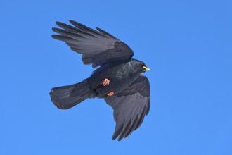 A black bird soars majestically in the blue sky, Alpine chough (Pyrrhocorax graculus), Gemmi Pass,
