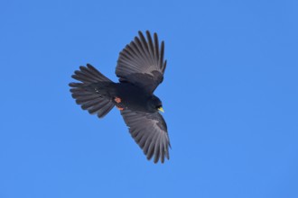 Black feathered bird with outstretched wings flying in the blue sky, Alpine chough (Pyrrhocorax
