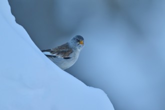 A bird appears on a minimalist blue slope in the snow, Snowfinch (Montifringilla nivalis), Gemmi
