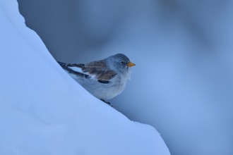 Bird on snow-covered blue ground in winter, snow finch (Montifringilla nivalis), Gemmi Pass,
