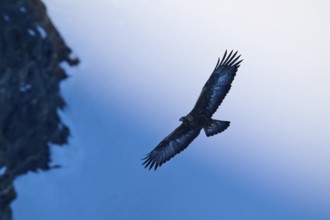 A flying eagle in front of a large-scale sky, close to the rocky landscape, Golden Eagle (Aquila
