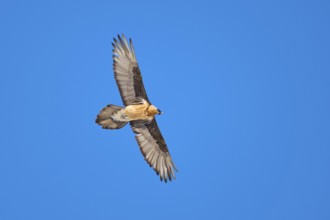 A bearded vulture in full flight in front of a bright blue sky, bearded vulture (Gypaetus