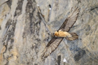 A bearded vulture flies past a jagged rock face, bearded vulture (Gypaetus barbatus), Gemmi Pass,