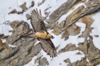 A bearded vulture flies over rocky, snow-covered terrain, bearded vulture (Gypaetus barbatus),