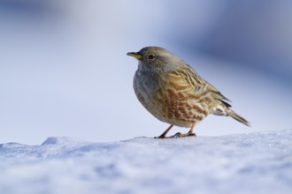 Bird standing on snow with blurred background, Alpine Accentor (Prunella collaris), Gemmi Pass,