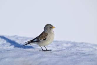 A bird standing on a snow-covered surface in the open air, Snowfinch (Montifringilla nivalis),