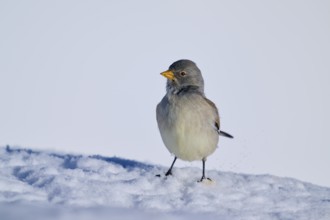 A bird standing on snow, with a neutral background, Snowfinch (Montifringilla nivalis), Gemmi Pass,