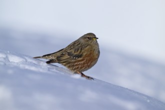Small bird on snow-covered ground in winter, Alpine Accentor (Prunella collaris), Gemmi Pass,