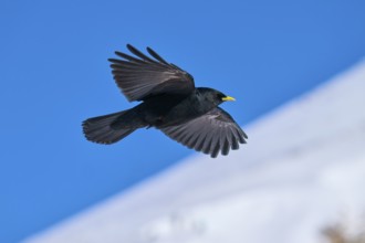A black bird flies over a snow-covered landscape in the blue sky, Alpine chough (Pyrrhocorax