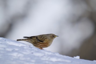 Small bird on snow slope, wintry ambience, Alpine Accentor (Prunella collaris), Gemmi Pass,