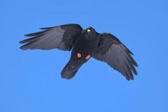 Black bird hovering calmly in the clear blue sky with open wings, Alpine chough (Pyrrhocorax