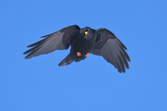 A black bird hovers with outstretched wings in the blue sky, Alpine chough (Pyrrhocorax graculus),