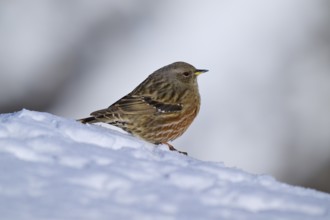 Bird sitting on snow-covered ground in winter, Alpine Accentor (Prunella collaris), Gemmi Pass,