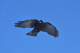 A black bird flies with outstretched wings in the blue sky, Alpine chough (Pyrrhocorax graculus),