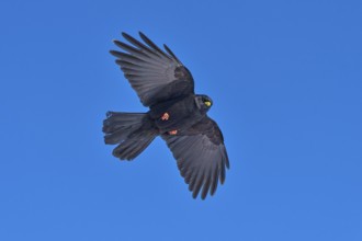 Black bird with open wings in full flight against a blue sky, Alpine chough (Pyrrhocorax graculus),