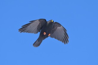 Black bird with outstretched wings flying in the clear sky, Alpine chough (Pyrrhocorax graculus),