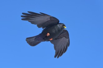 A black bird flies high in the sky and spreads its wings, Alpine chough (Pyrrhocorax graculus),
