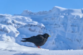 A black bird sitting on snow-covered ground against a mountainous winter backdrop, Alpine chough