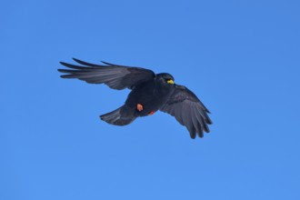 Black bird hovering in the blue sky with outstretched wings, Alpine chough (Pyrrhocorax graculus),