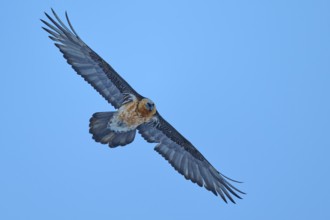 An elegant bearded vulture soars with open wings against a clear blue sky, bearded vulture