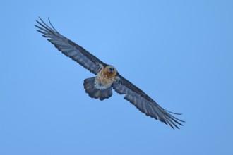 A bearded vulture with outstretched wings flies majestically in the blue sky, bearded vulture