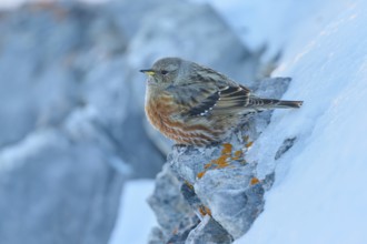 A bird sitting on a cold, snow-covered rock with lichen, Alpine Accentor (Prunella collaris), Gemmi