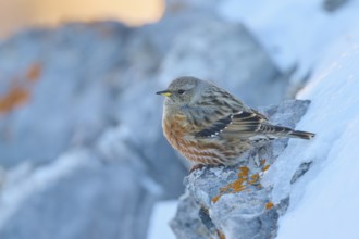 A bird huddles on a snow-covered rock with orange lichen, Alpine Accentor (Prunella collaris),