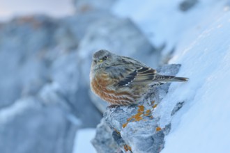 A bird resting on a snow-covered rock in a cold environment, Alpine Accentor (Prunella collaris),