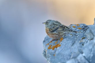 A bird sits quietly on a rocky outcrop in a mountain landscape, Alpine Accentor (Prunella