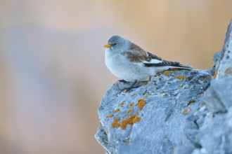 A bird rests relaxed on a rock, the surroundings seem quiet and peaceful, Snowfinch (Montifringilla