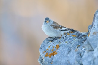 A bird with open beak sitting on a rocky ground, Snowfinch (Montifringilla nivalis), Gemmi Pass,