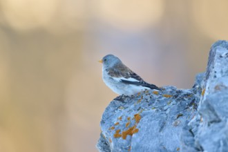 A bird sits on a rock, the scene radiates calm and serenity, Snowfinch (Montifringilla nivalis),