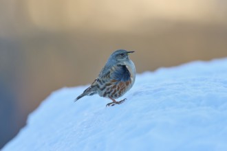 A bird stands on a snowy surface in a cool winter landscape, Alpine Accentor (Prunella collaris),