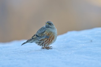 A bird sitting in the snow, surrounded by a wintry, cold atmosphere, Alpine Accentor (Prunella