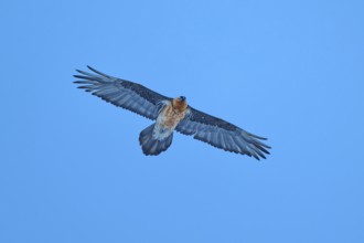 A powerful bearded vulture flies through the blue sky with its wings spread wide, bearded vulture