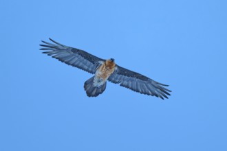 A bearded vulture with a large wingspan spreads its wings wide in the clear sky, bearded vulture