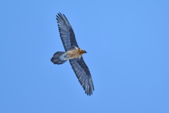 A graceful bearded vulture flies high in the blue sky and shows its large wings, bearded vulture