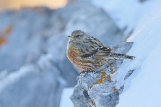 A bird sitting on a rock with orange-coloured lichen, Alpine Accentor (Prunella collaris), Gemmi