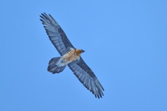 A confident bearded vulture soars serenely in the wide blue sky, bearded vulture (Gypaetus