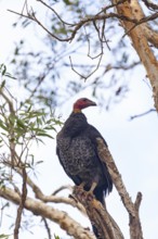 Daytime view of Australian bush turkey (Alectura lathami) on a tree at Broken Head Nature Reserve
