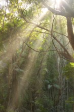 Morning sun rays light bush forest at Broken Head Nature Reserve near Byron Bay, New South Wales,