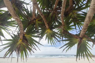 Sunny afternoon beach light with pandanus palms at Kings Beach, Broken Head Nature Reserve near