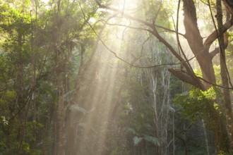 Morning sun rays light bush forest at Broken Head Nature Reserve near Byron Bay, New South Wales,