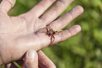 Daytime macro view of a huntsman spider resting on a man hand at an outdoor location, Australia