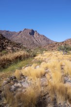 Hiking to White Lady, Dry Mountain Landscape, Tsisab Gorge, Brandberg, Erongo, Namibia