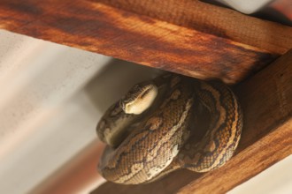 Snake relaxing under a corrugated roof in a local carpark. Resting carpet python, Byron Bay, New