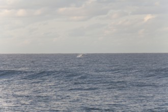 Migration view with whale jumping in the distant ocean. Humpback whale breaching, Cape Byron, New