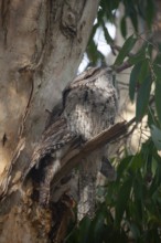 Birds sitting in a row on a short tree branch in the wild bush. Two tawny frogmouths, Byron Bay,