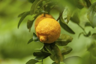 Bush lemons (Citrus jambhiri) hanging on a tree branch with lush green ferns in background. Ripe