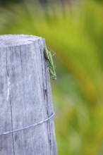 Large giant mantis resting on a wooden fence post in the outdoor light. Macro view, Byron Bay, New
